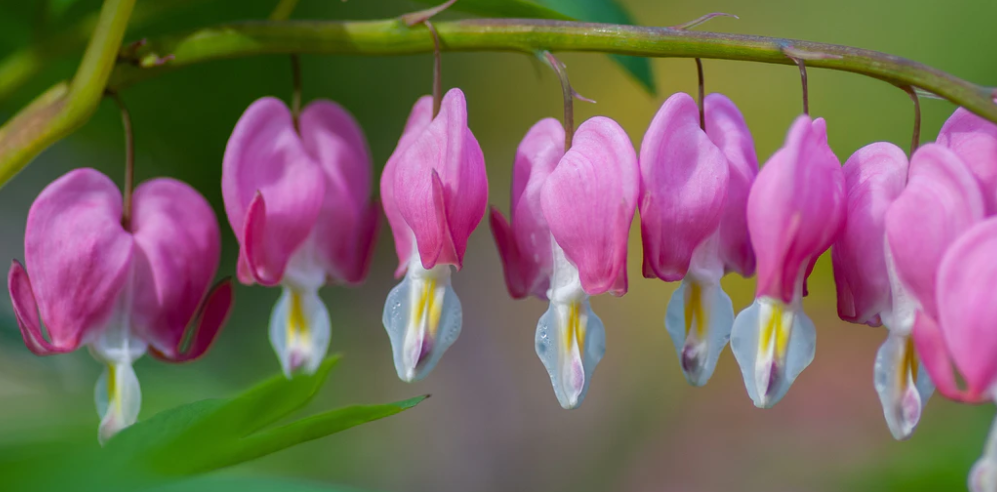 April Showers bring May Articles. The Month in Community Psychology
